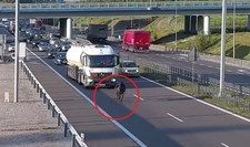 Osiodłany koń na ekspresówce